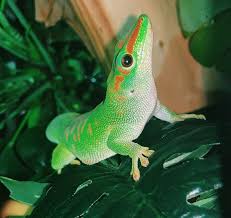 Giant Day Geckos For Sale Phelsuma Sp Petco