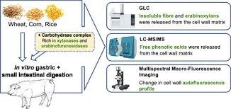 Maybe you would like to learn more about one of these? Carbohydrase Complexes Rich In Xylanases And Arabinofuranosidases Affect The Autofluorescence Signal And Liberate Phenolic Acids From The Cell Wall Matrix In Wheat Maize And Rice Bran An In Vitro Digestion Study Journal Of