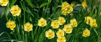 Daffodil Bulbs Bulb Flowers Daffodils All Plants