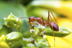 How to get rid of fire ants in garden. Dealing With Fire Ant Pests Learn How To Control Fire Ants In The Garden