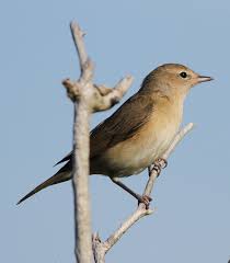 En général, les oiseaux dorment la nuit. Fauvette Des Jardins Wikipedia