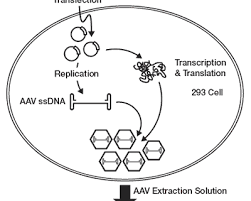 Image result for White 1999 AAV