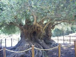 Probablement l'un des plus vieux oliviers du monde, il produit encore des olives aujourd'hui. Catastrophe Ecologique Sans Precedent La Peste De L Olivier L Italie Tremble Pour Son Or Vert Demain L Homme Demain L Homme