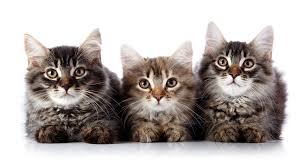 نتيجة بحث الصور عن ‪cats‬‏