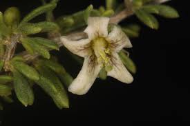 Image result for Lycium mascarenense