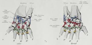 Maybe you would like to learn more about one of these? Carpal Bones Wikipedia