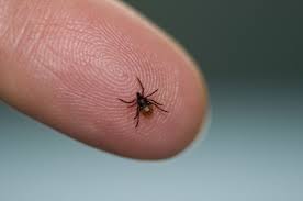 Ask The Expert With Lyme Disease On The Rise Here S How You Can Protect Yourself Baltimore Sun