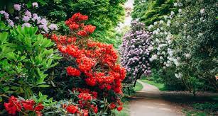 In fact, you might say flowers were an early form of advertising. The 50 State Flowers History Growing Info And More Proflowers Blog