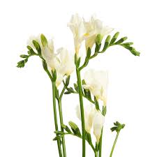 Field of flowers is located in davie, florida. Wholesale Flowers Abianca White Freesia Jpg Fmi Farms