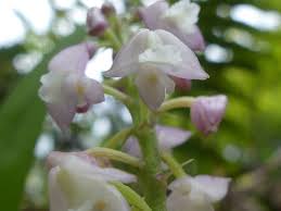 Image result for Polystachya odorata