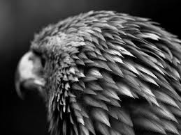 Assassin S Creed Odyssey Birds Of A Feather Pin By Ang Bailey On Photography Amazing Animal Pictures Animals Animals Beautiful