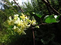 Image result for Clematis dolichopoda