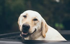 But if you meant the order lie down! it would be allonge toi ! cheers. 10 Ways To Say I Am Fine In French Video Just French It