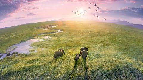 BBC One - Planet Earth II