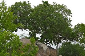 Image result for Ficus abutilifolia