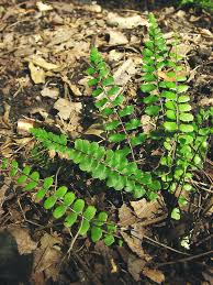 Image result for Asplenium trichomanes