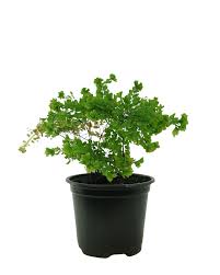 Image result for Adiantum poiretii