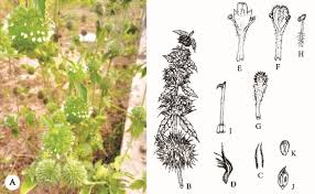 Image result for Leucas glabrata