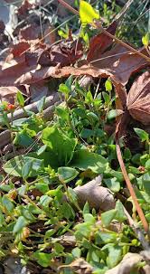 Image result for Anthospermum ammannioides