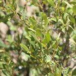 Image result for Euclea undulata