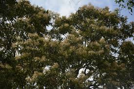 Image result for Terminalia griffithsiana