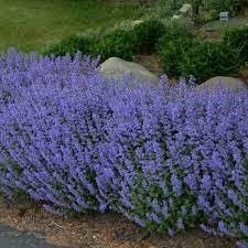 It grows best when not in full sun and likes moisture. The Best Purple Perennials Plants And Flowers Hgtv