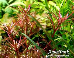 Image result for Rotala mexicana
