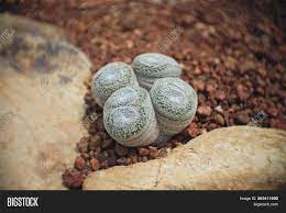 Living stone (lithops) and ihlenfeldtia vanzylii. Mammillaria Microthele Image Photo Free Trial Bigstock