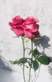 2 Roses And Their Shadows Best Roses Types Of Flowers Flower Photos