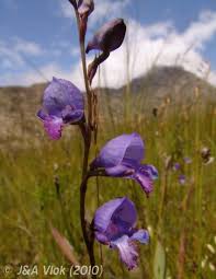 Image result for Disa chimanimaniensis