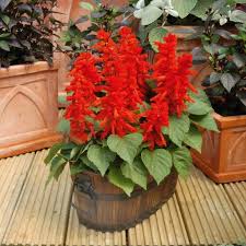 Pin On Plant Ideas