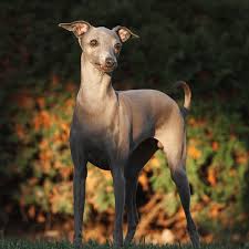 He's affectionate with his family, and loves to snuggle with you and stick close to your side. Italian Greyhound Grooming Bathing And Care Espree