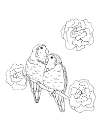 Peach Faced Love Birds Colouring Page Bird Coloring Pages Coloring Pages Love Birds