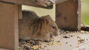 If you have rats inside your home, don't use any of the above poison mixtures. How Long Does It Take Rat Poison To Work Diy Pest Control