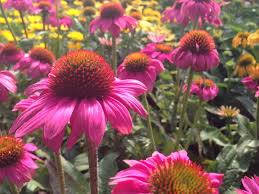 Der Sonnenhut Gehort Zu Den Pflegeleichten Und Winterharten Sommerstauden Der Sonnenhut Bluht Vorwiegend Von Mehrjahrige Pflanzen Pflanzen Schattenpflanzen