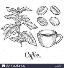 Coffee Plant Branch With Leaf Berry Coffee Plant Coffee Beans Coffee Doodle