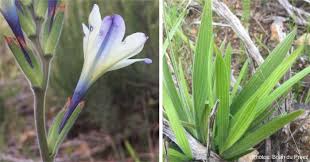 Image result for Babiana