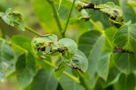 Image result for antraknóza ořešáku