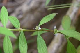 Image result for Spermacoce