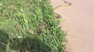 There are 8 subspecies of gopher snakes that can be found across north america (from canada to mexico). See The Difference Between A Rattlesnake And Bull Snake