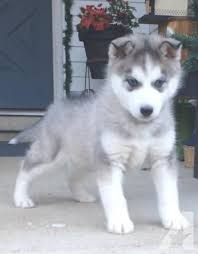 Male Blue Eyes Black And White Husky Akc Siberian Husky Puppy Male Gray White With Light Blue Eyes Americanlisted 40440401 Jpg 375 480 Fotos Fotografia
