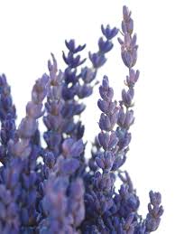 Lavendel ist ein wunderbar duftender alleskönner. Lavendel Getrocknet Und Konserviert Blau Bestellen Blumigo