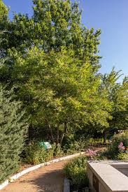 Image result for Zanthoxylum