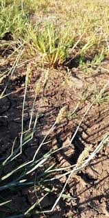 Image result for Cenchrus geniculatus