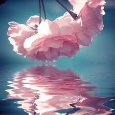 Yandex.maps shows business hours, photos and panorama views, plus directions to get there on public flower shop in nearby and open right now. Irina A On Twitter Pretty Flowers Beautiful Flowers Flowers