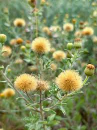 Image result for Xyris asterotricha