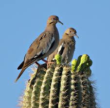 The fleshy parts of the tree decay or are eaten by animals. The Saguaro Cactus And Its Greedy Guests Kuriositas