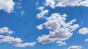 Image result for Floaters