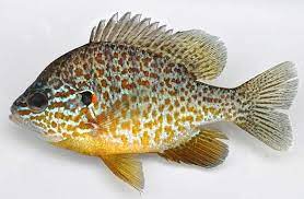 Pumpkinseed Bright Punky Nest Builder Animal Pictures And Facts Factzoo Com Fish Freshwater Fish Fish Pet