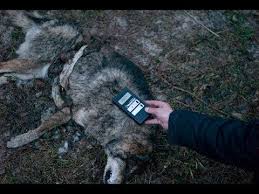 People and animals were exposed to this radiation, which sometimes caused mutations that made photo: Chernobyl Mutants Youtube